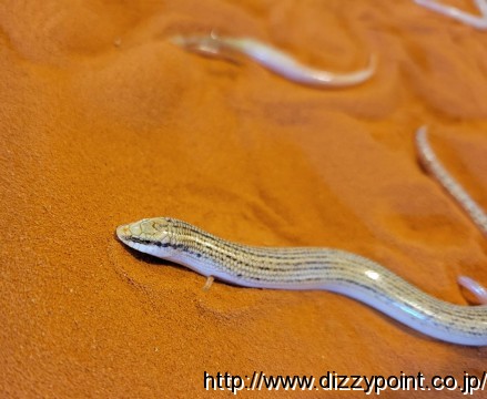 エジプトクサビトカゲ トカゲ 爬虫類専門店 DIZZY POINT 東京店
