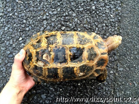 エロンガータリクガメ カメ 爬虫類専門店 DIZZY POINT 東京店