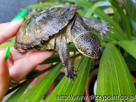 トゥルカナハコヨコクビガメ カメ 爬虫類専門店 DIZZY POINT 東京店