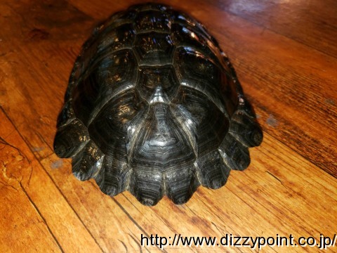 ノコヘリハコヨコクビガメ カメ 爬虫類専門店 DIZZY POINT 東京店