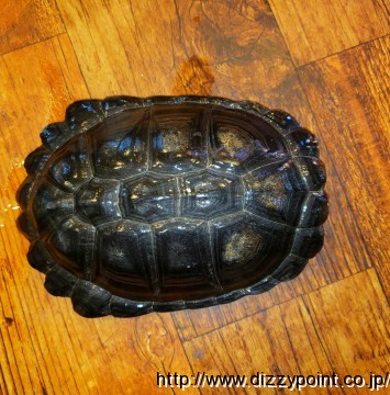 ノコヘリハコヨコクビガメ カメ 爬虫類専門店 DIZZY POINT 東京店