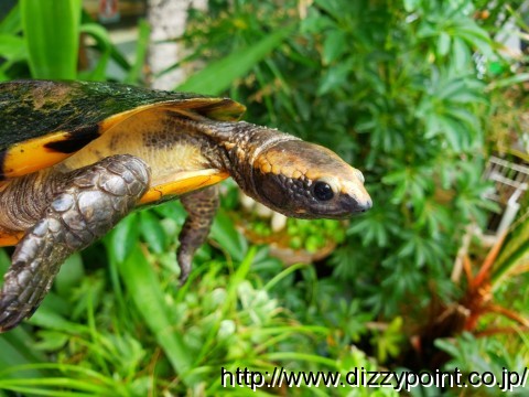 ヒラタヘビクビガメ カメ 爬虫類専門店 DIZZY POINT 東京店