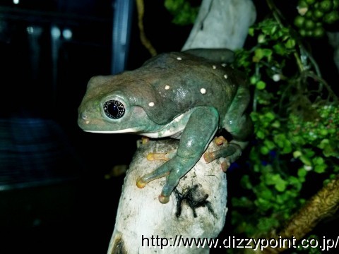 メキシコフトアマガエル カエル 爬虫類専門店 Dizzy Point 東京店