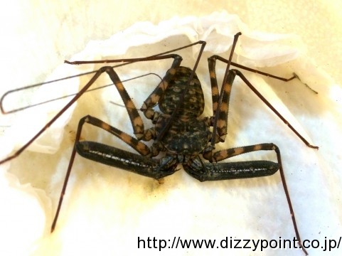 ウデムシ タンザニア バンデッド